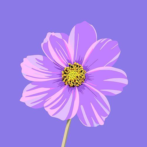 Cosmo – Summer Flower in bright purple and pink colours