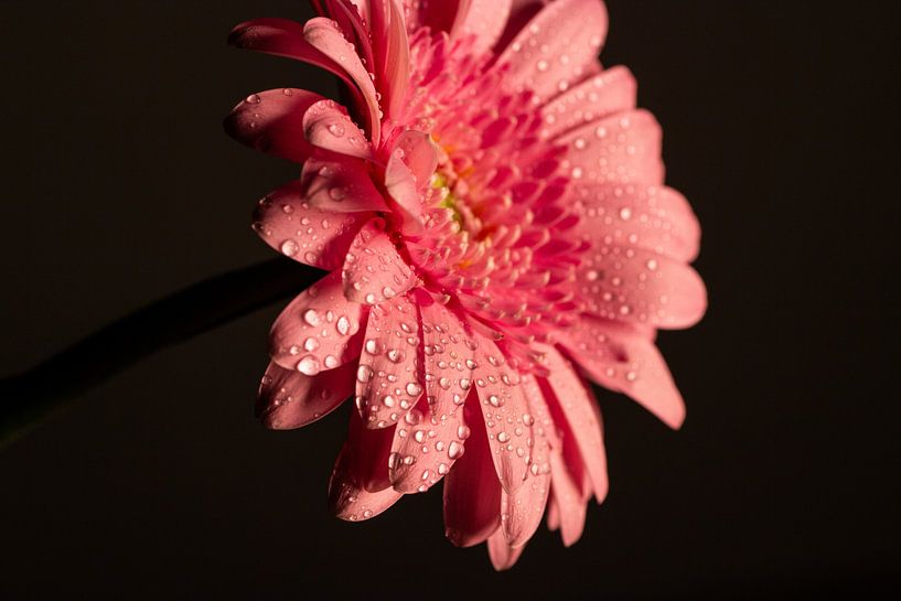 Pink flower by Heavenly Made Memories