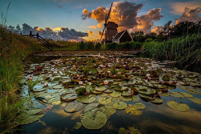 Lilies in the ditch by peterheinspictures