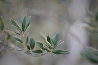 Olivenzweig - Detail eines Olivenbaums II von Miranda van Hulst Miniaturansicht