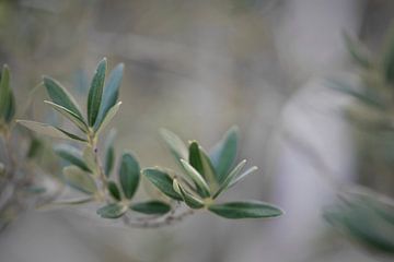 Olive branch - detail of an olive tree II by Miranda van Hulst