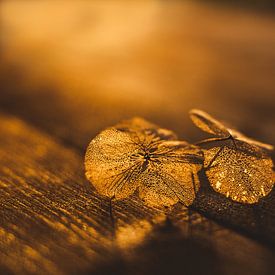 Fragiel bloemblad in gouden zonlicht van Mayra Fotografie
