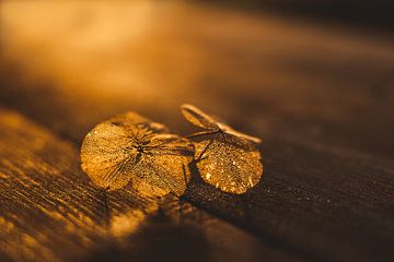 Fragile petal in golden sunlight by Mayra Fotografie