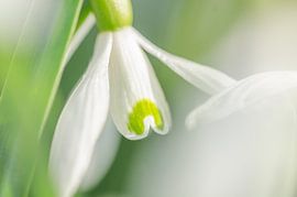 Sneeuwklokje - "Touchin' White" von Carla Boogaard