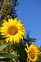 Sunflower flowers in the garden