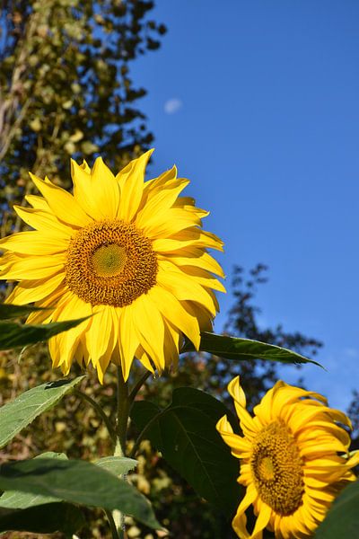 Sunflower flowers in the garden by Claude Laprise