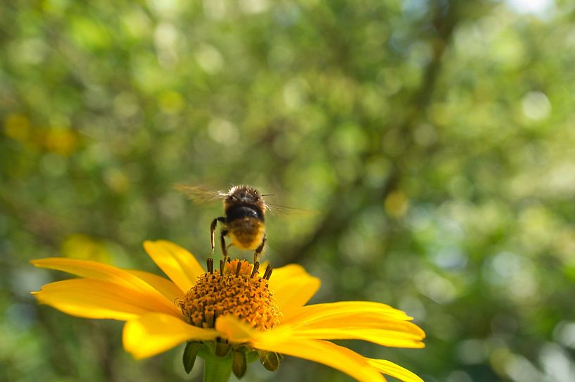Hummel fliegt auf einer Blüte zum Nektar sammeln von Martin Köbsch