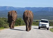 Les éléphants en mouvement par Esther Seijmonsbergen Aperçu