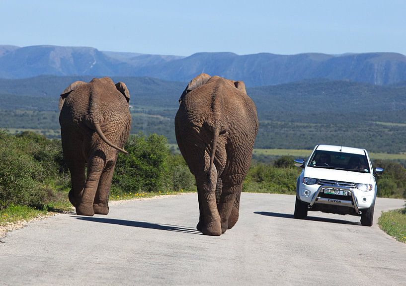 Les éléphants en mouvement par Esther Seijmonsbergen