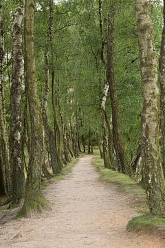 Alley of birch trees van wunderbare Erde