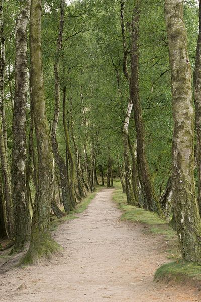 Allee von Birken säumt einen Wanderweg par wunderbare Erde