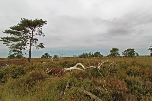 Kalmthoutse Heide – timeless tranquillity for your wall