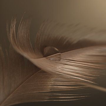Still life:  A drop on a feather by Marjolijn van den Berg