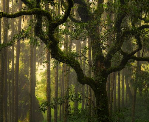 Mooie grillige boom tegen de verder rechte bomen op een mooie mistige dag in Alishan bos, Taiwan.