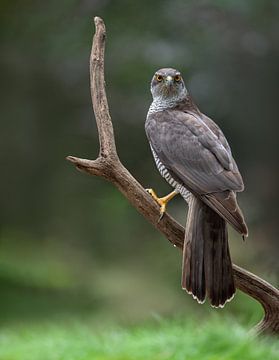 Adult goshawk on the lookout by Larissa Rand