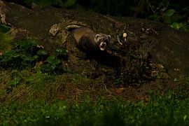 Iltis im Wald