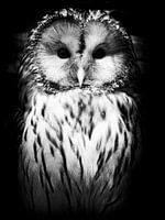 The Owl