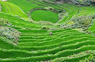 Rijstveld Vietnam van Maurice Ultee thumbnail