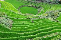 Rijstveld Vietnam