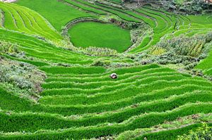 Rijstveld Vietnam van Maurice Ultee