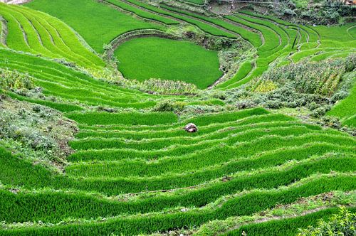 Rijstveld Vietnam