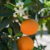 Witte oranjebloesem, fruit en bloemenpracht van Adriana Mueller