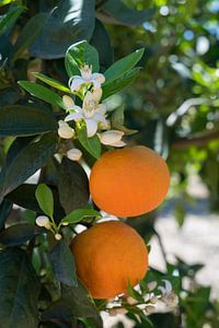 Weiße Orangenblüten, Früchte und florale Schönheit von Montepuro