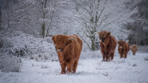Schotse Hooglanders in de sneeuw...