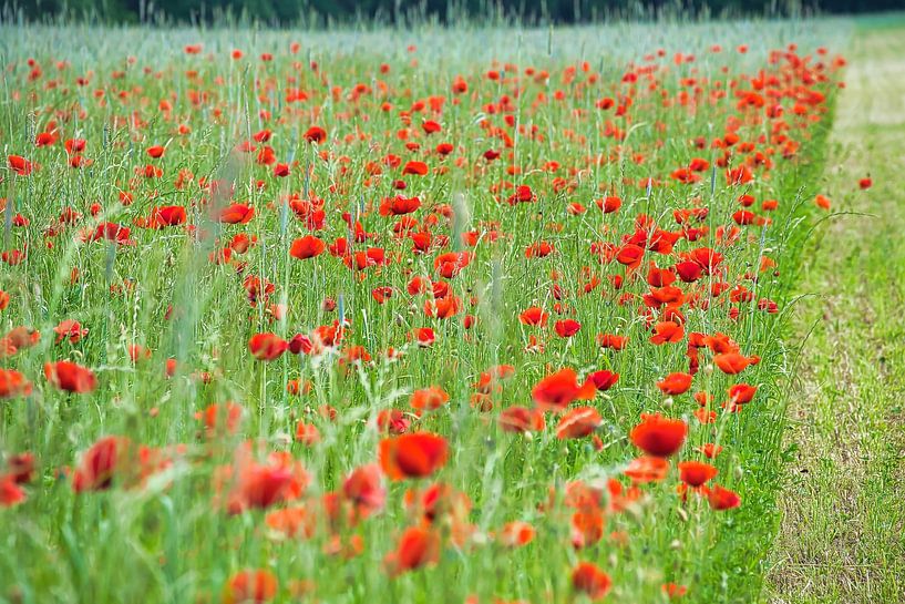 Rood klaprozenveld van Martin Köbsch