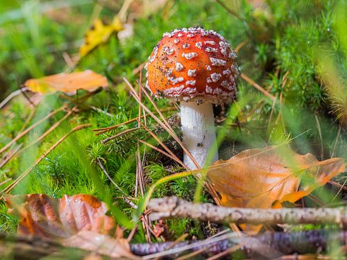 Fly agaric