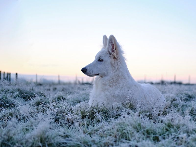 Dog in winter landscape by Simon De Clippel