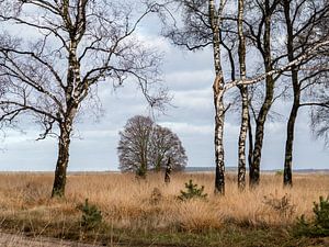 Birken auf dem Moor von Jim van Iterson