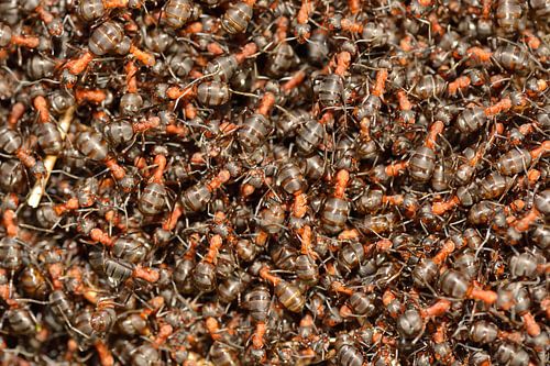 Fourmis rouges des forêts