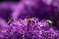 Ornamental hose with bees