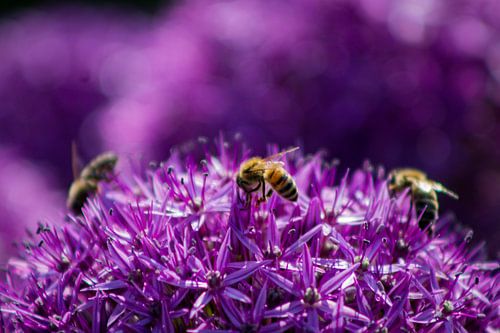 Tuyau ornemental avec des abeilles