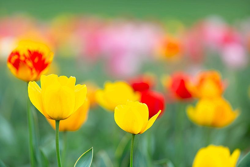 Ein Feld voller bunter Tulpen in den Farben Rot, Gelb und Orange erzeugt eine frühlingshafte Stimmung von Thomas Heitz