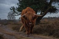 Scottish Highlander by Anouk Poelstra thumbnail