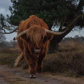 Scottish Highlander by Anouk Poelstra