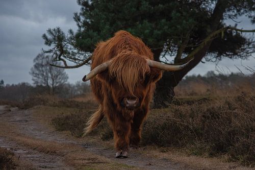 Highlander écossais