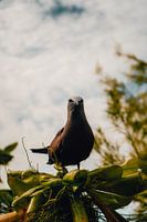 oiseau sur l'île aux oiseaux