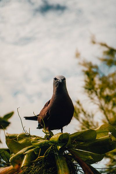 oiseau sur l'île aux oiseaux par matt landsman