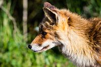 Vos in de Amsterdamse Waterleidingduinen
