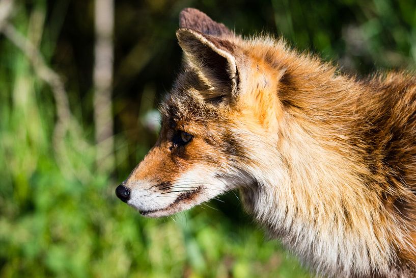 Vos in de Amsterdamse Waterleidingduinen von Marie-Christine Alsemgeest-Zuiderent