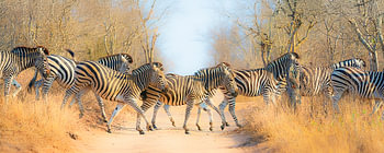 Zebrastreifen