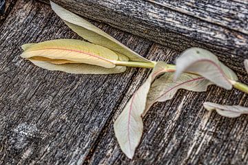 Wit wilgenblad op eikenhout van foto by rob spruit