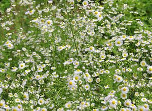 Ein Feld voller Gänseblümchen