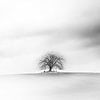 Einsamer kahler Baum auf einem verschneiten Feld im Winter gegen einen bedeckten Himmel von Maren Winter