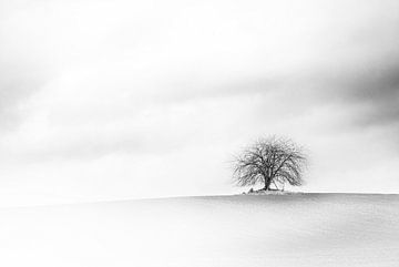 Einsamer kahler Baum auf einem verschneiten Feld im Winter gegen einen bedeckten Himmel