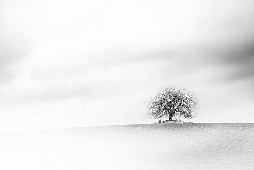Arbre nu et solitaire dans un champ enneigé en hiver, par temps couvert. par Maren Winter