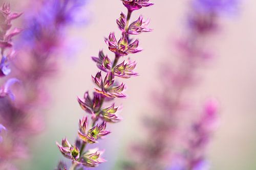 Salvia in bloei